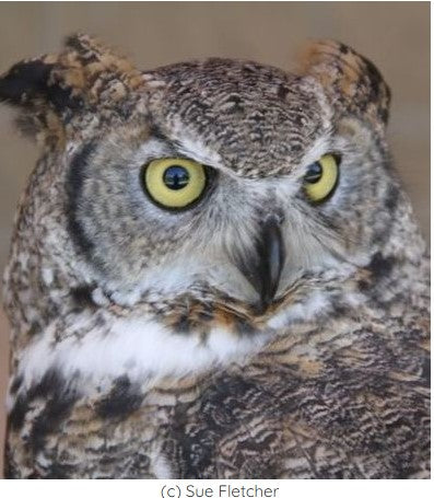 Owl Music Always Playing at The International Owl Center